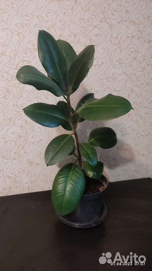 Фикус Эластика Робуста
