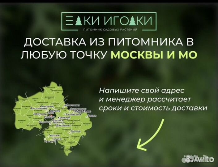 Туя смарагд 2,5 м