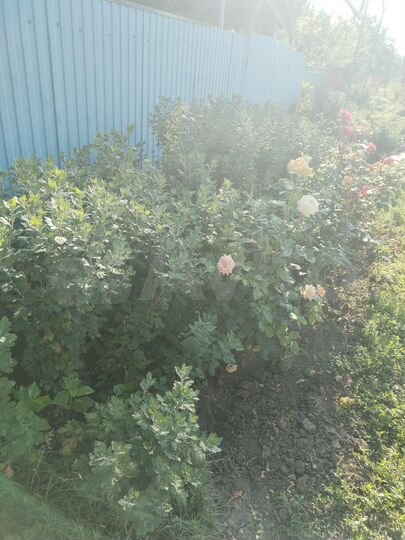 Дом 40 м² на участке 40 сот.