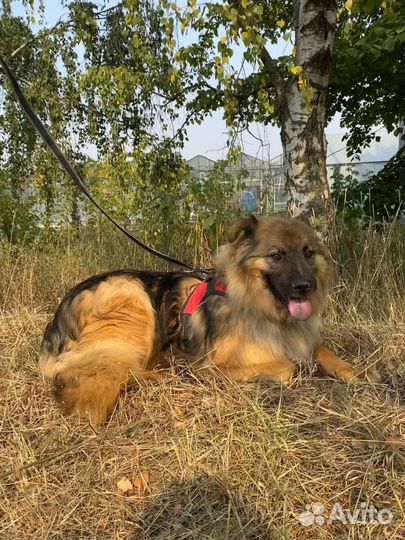 Собака хочет домой