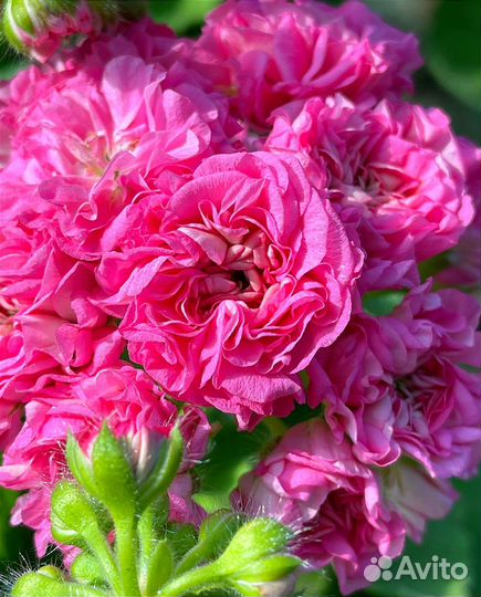 Пеларгонии сортовые