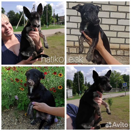 Щенки. бесплатно