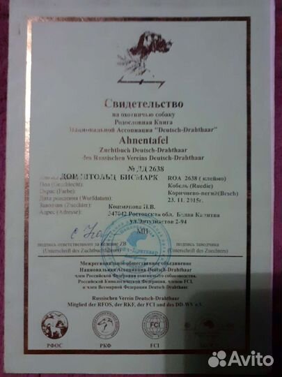 Кобель дратхаара