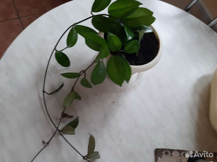 Хойя(лиана)