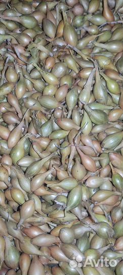 Продам лук-севок Штутгартер, Стурон