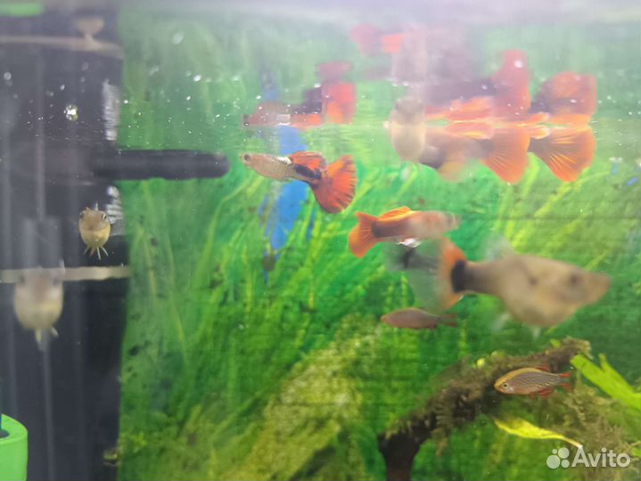 Рыбка. Гуппи