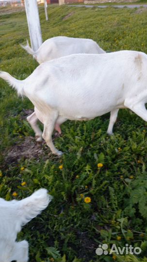 Козы дойные