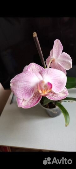 Орхидея фаленопсис