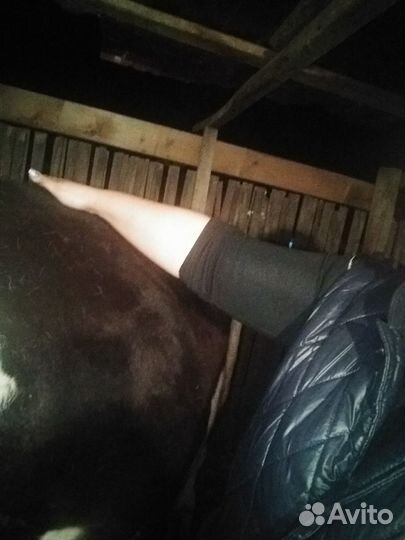 Корова первотелка