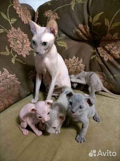 Кошки донской сфинкс