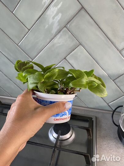 Фикус Бенджамина/Традесканция