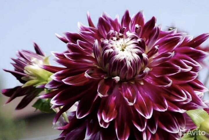 Георгины клубни