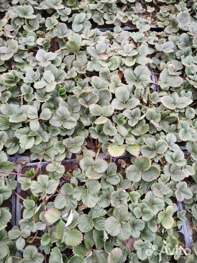 Рассада ремонтантной клубники