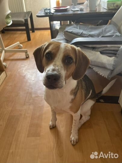 Уход за животными, передержка