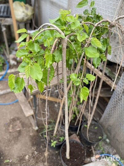 Саженцы плодовых деревьев и ягодных кустарников