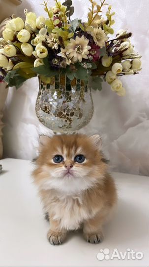 Британские котята