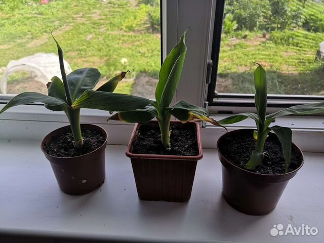 Банан киевский карлик