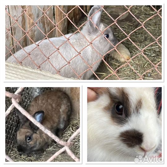 Декоративные кролики