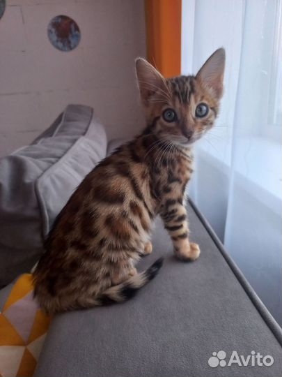 Бенгальские котята