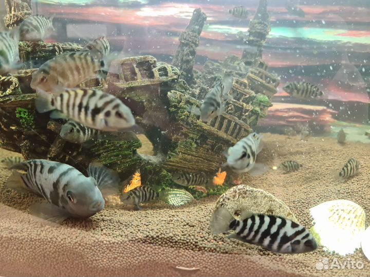 Малек цихлиды