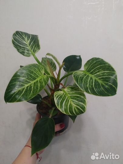 Филодендрон и др