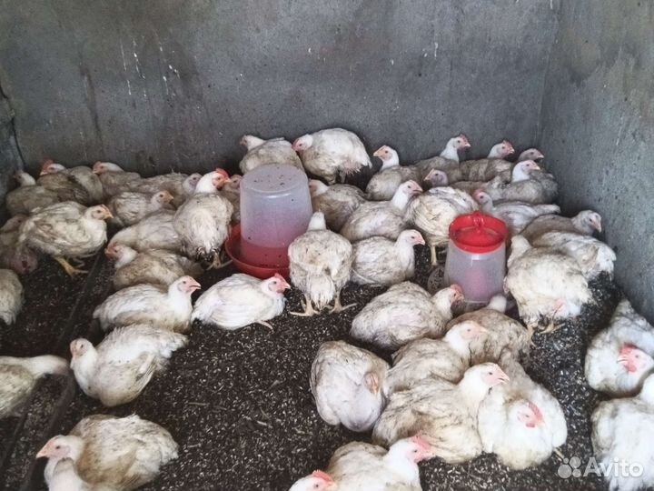 Мясо домашнего бройлера