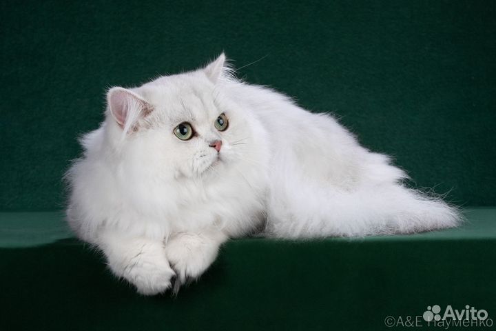 Британский кот на вязку