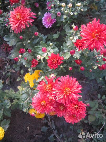 Хризантемы и сентябринки