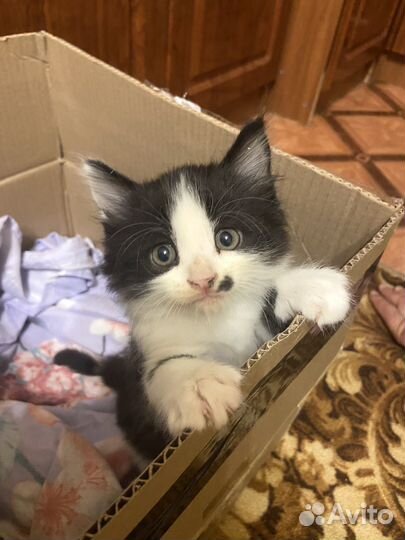 Котенок ищет дом