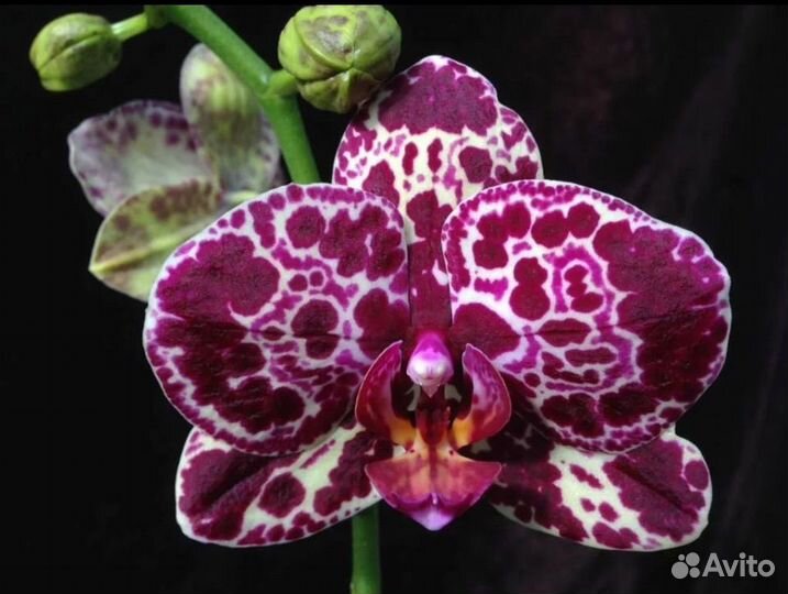Орхидея Дикий Кот