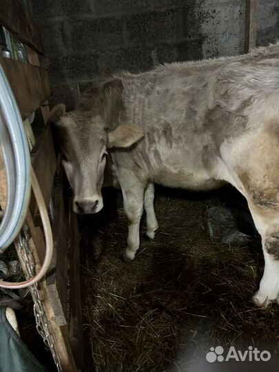 Телки, нетель