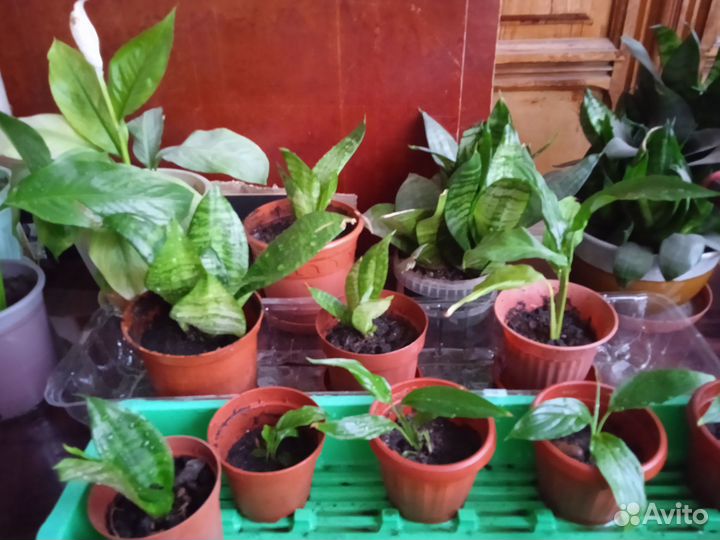 Цветок Спатифиллум, Сансевиерия (Щучий хвост)