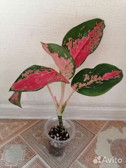 Аглаонема Танг Чанг Пуэк