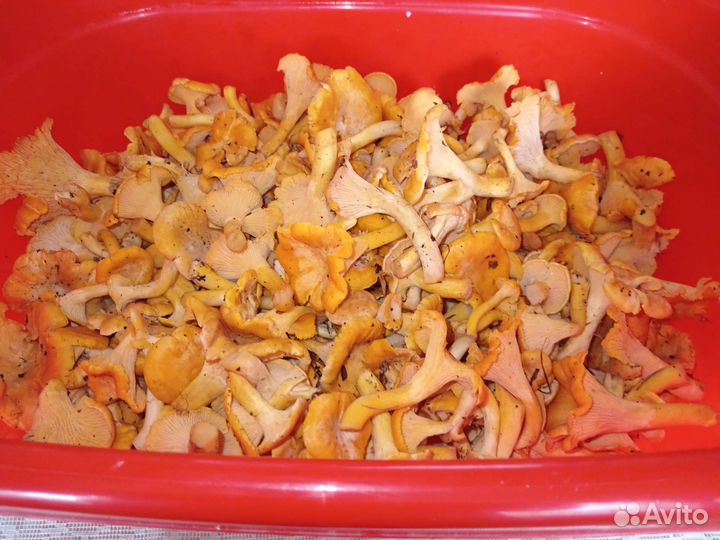 Грибы лисички