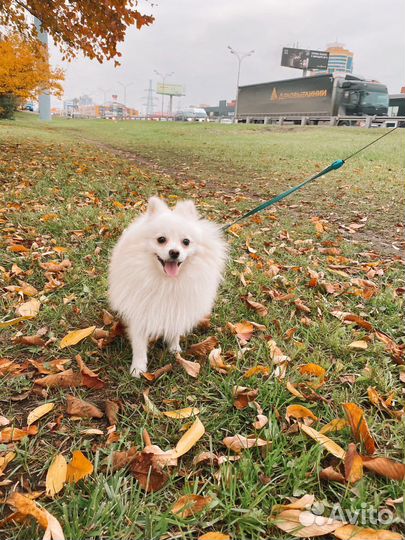 Немецкий шпиц вязка