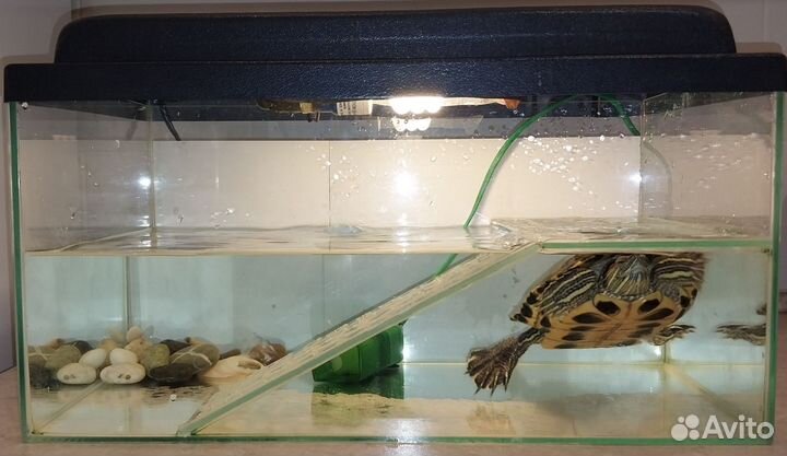 Красноухая черепаха бесплатно с аквариумом