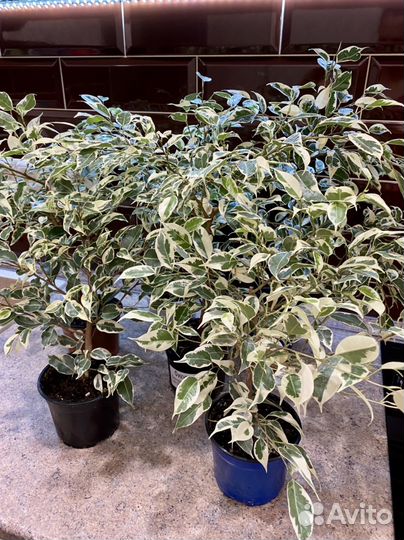 Фикус Бенджамина Голден Кинг