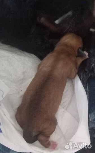 Русский спаниель