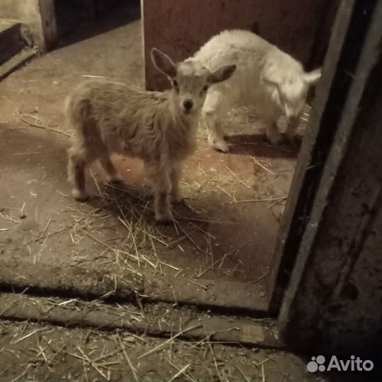 Козленок и козочка 3 недельные