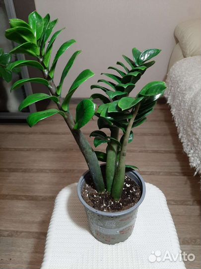 Замиокулькас черный Равен, Зензи