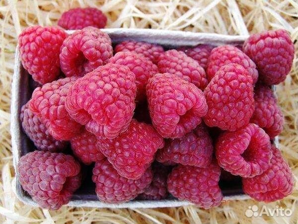 Малина, голубика, ежевика, смородина (саженцы)