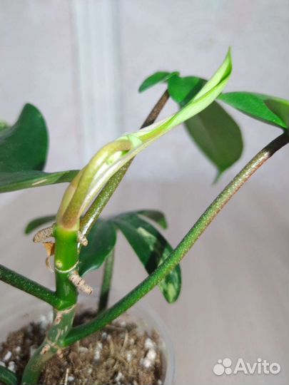 Филодендрон