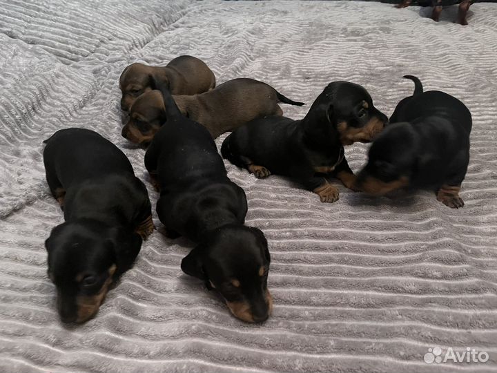 Щенки таксы