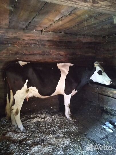 Корова стельная дойная