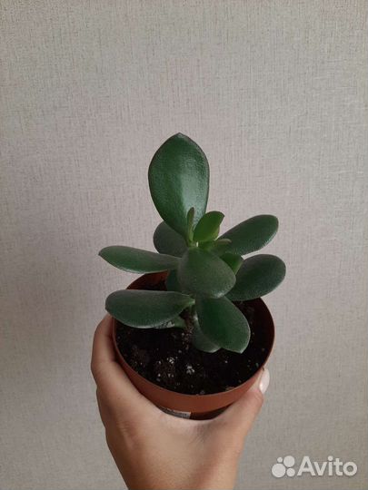 Денежное дерево толстянка