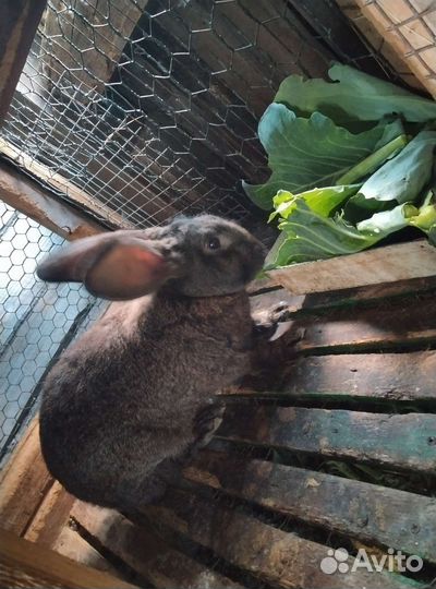 Продам 2 самца