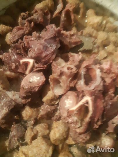 Нубийские % Козочки. Дойные козы