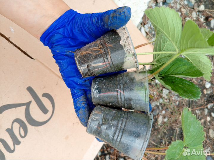 Клубника ремонтантная murano