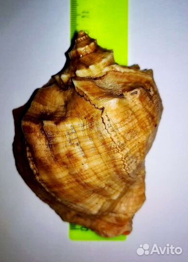 Ракушка с крабом для аквариума или сувенира