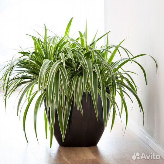 Хлорофитум кудрявый хохлатый гибискус хамедорея